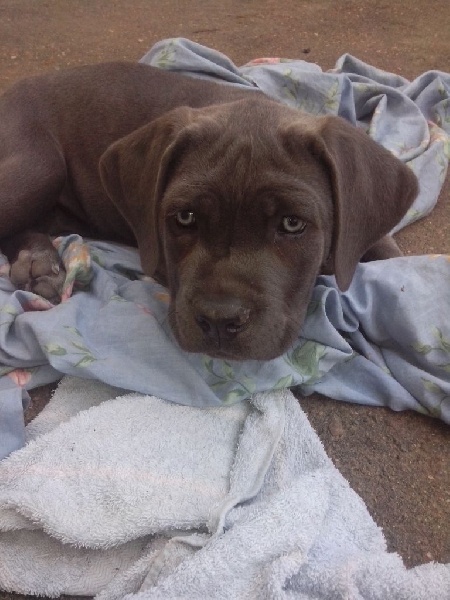 chiot Cane Corso Du Premier Regard