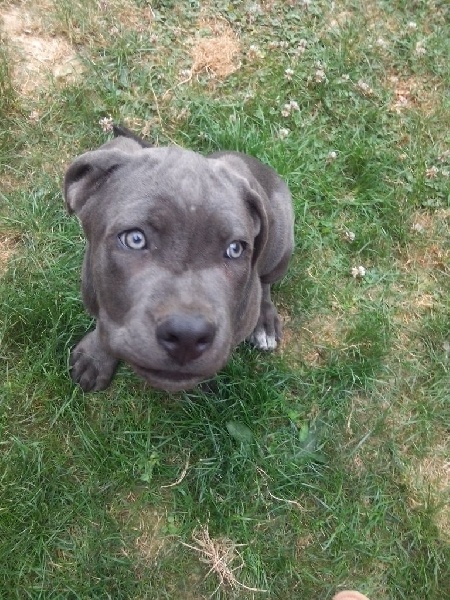 Du Premier Regard - Chiots disponibles - Cane Corso